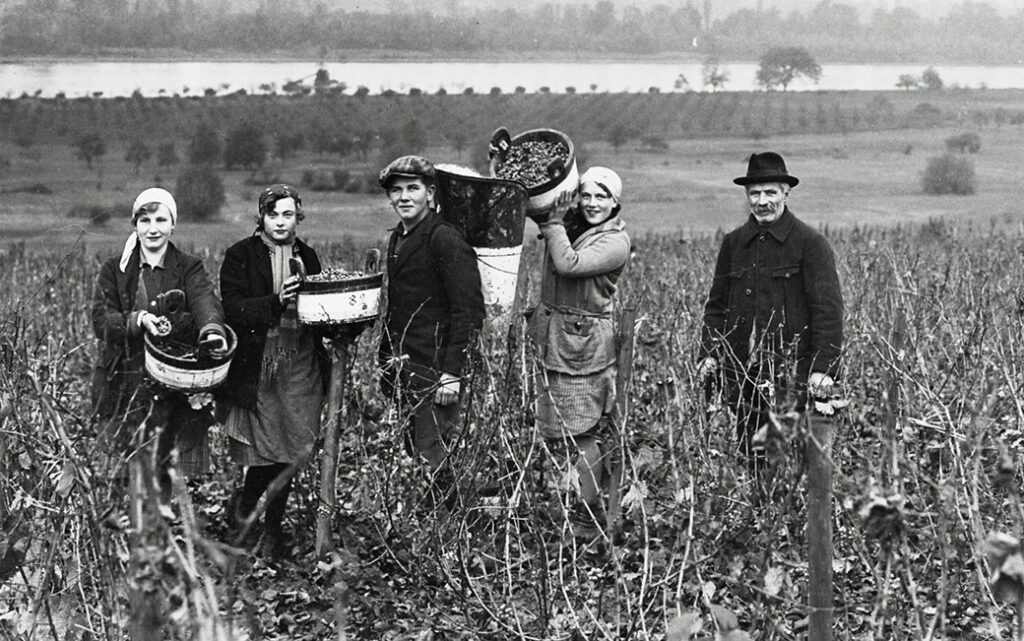 Winzerfamilie bei der Traubenlese im Weinberg Erbacher Marcobrunn 1929 im Rheingau in schwarz-weiß