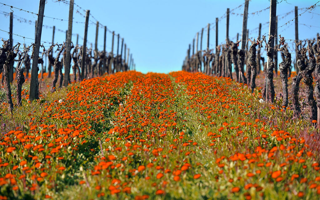 Rote Blüte zwischen den Rebzeilen im Frühling im Weinberg im Rheingau