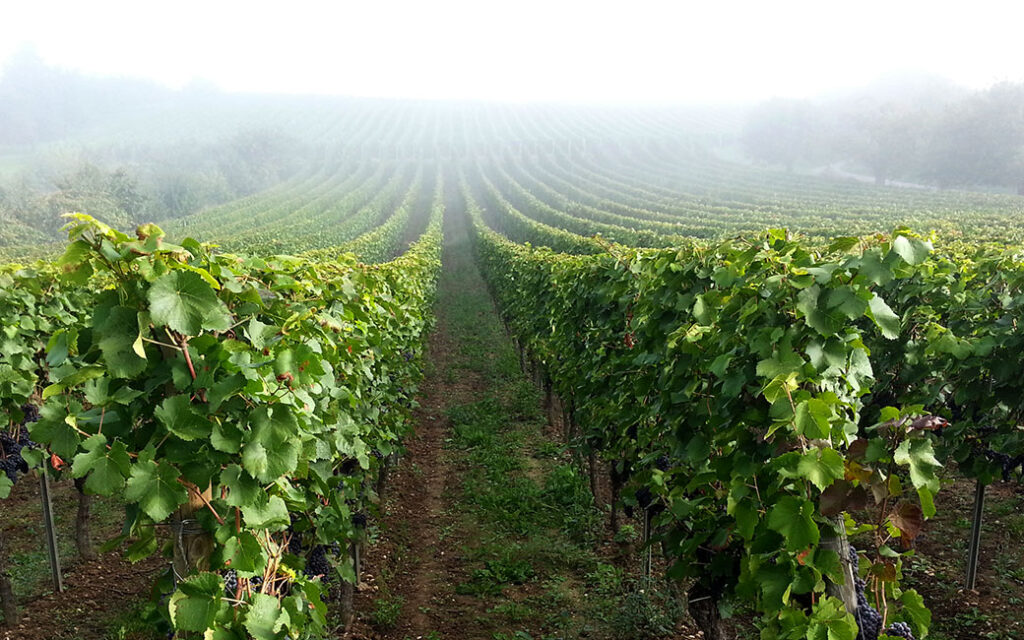 Blick in die Rebzeilen im Morgendunst in der Weinlage Erbacher Steinmorgen im Rheingau