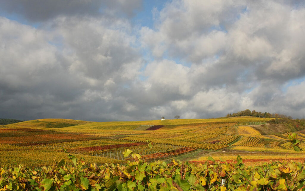 Herbststimmung in den Rheingauer Weinbergen mit bunt gefärbtem Rebenmeer