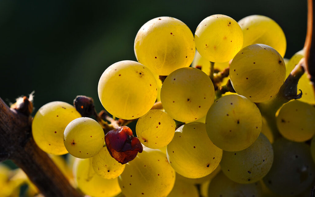 Reife Rheingau Rieslingtraube im Herbst
