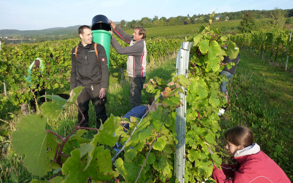 Erntehelfer bei der Traubenlese in der Weinlage Erbacher Honigberg im Rheingau