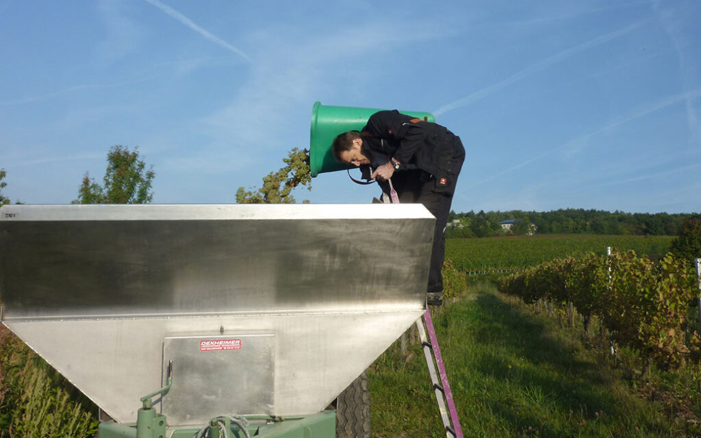 Büttenträger beim Ausleeren der von Hand geernteten Trauben in den Anhänger