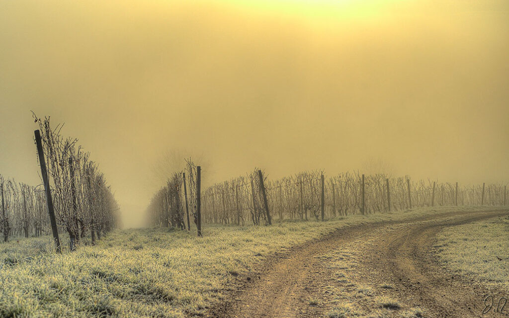 Mystische Winterstimmung im Weinberg mit Blick auf den Rebzeilen im Rheingau