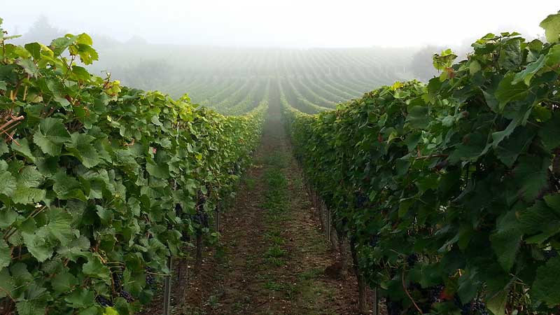 Blick in die Rebzeilen im Morgendunst in der Weinlage Erbacher Steinmorgen im Rheingau