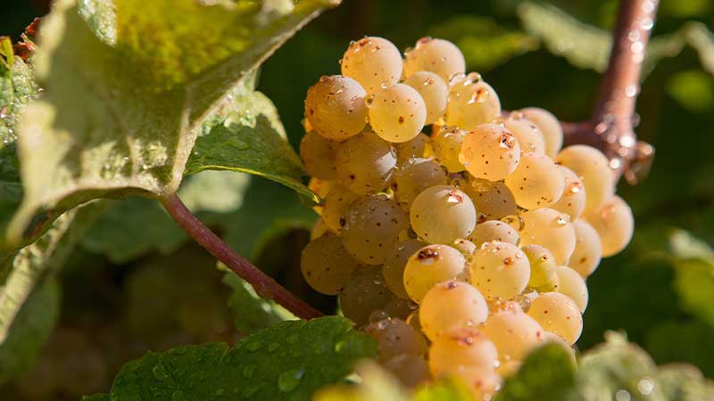 Reife Rieslingtraube am Rebstock mit gefärbtem Reblaub