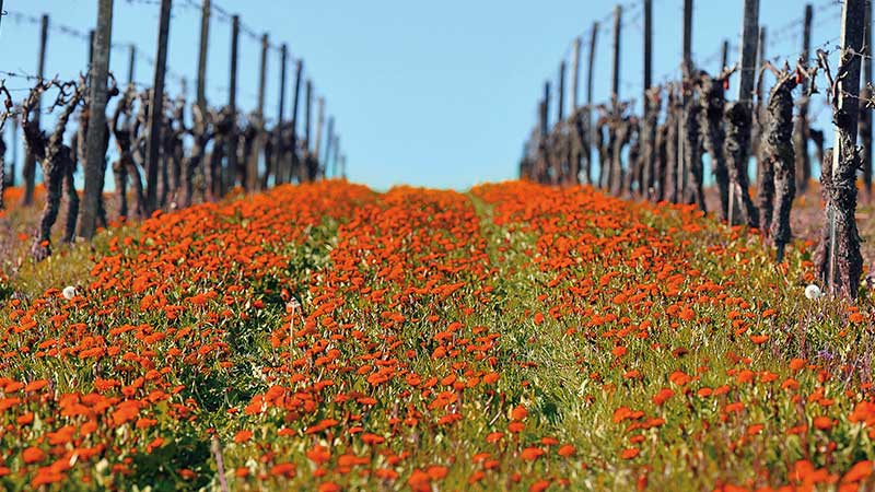 Rote Blüte zwischen den Rebzeilen im Frühling im Weinberg im Rheingau