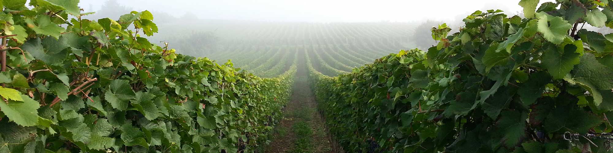Blick in die Rebzeilen im Morgendunst in der Weinlage Erbacher Steinmorgen im Rheingau