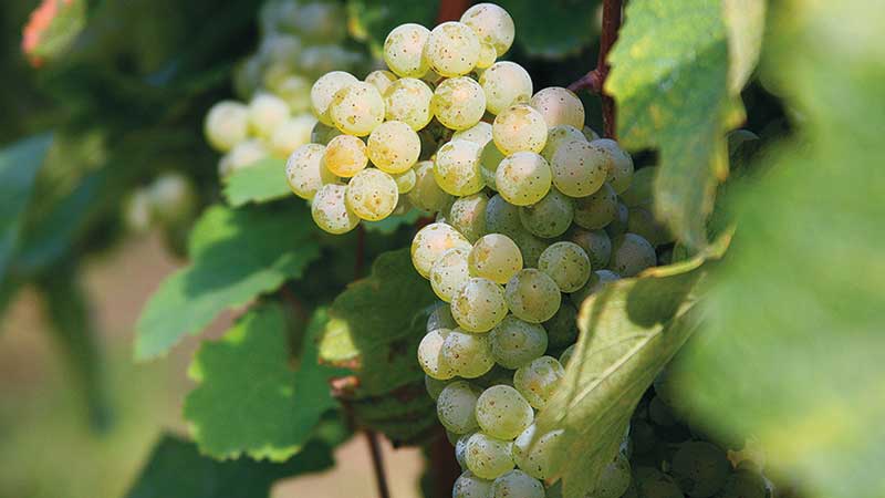 Reife Rieslingtraube am Rebstock im Herbst im Rheingau