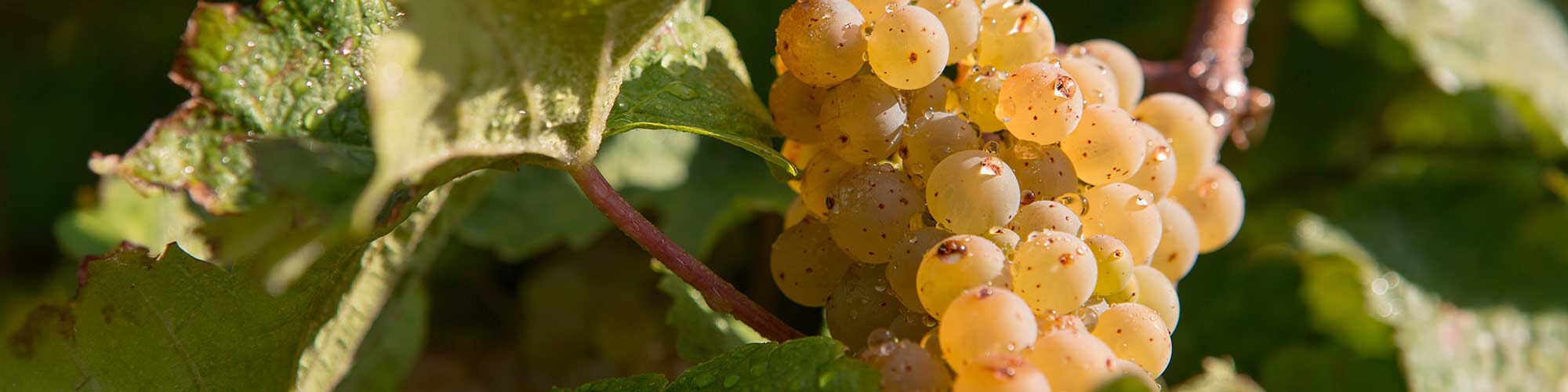 Reife Rieslingtraube am Rebstock mit gefärbtem Reblaub