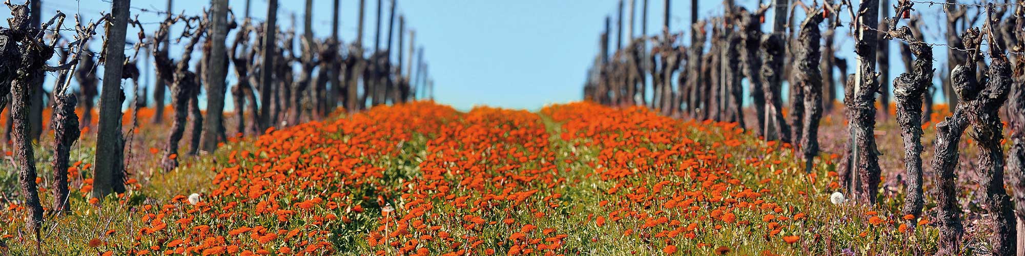 Rote Blüte zwischen den Rebzeilen im Frühling im Weinberg im Rheingau