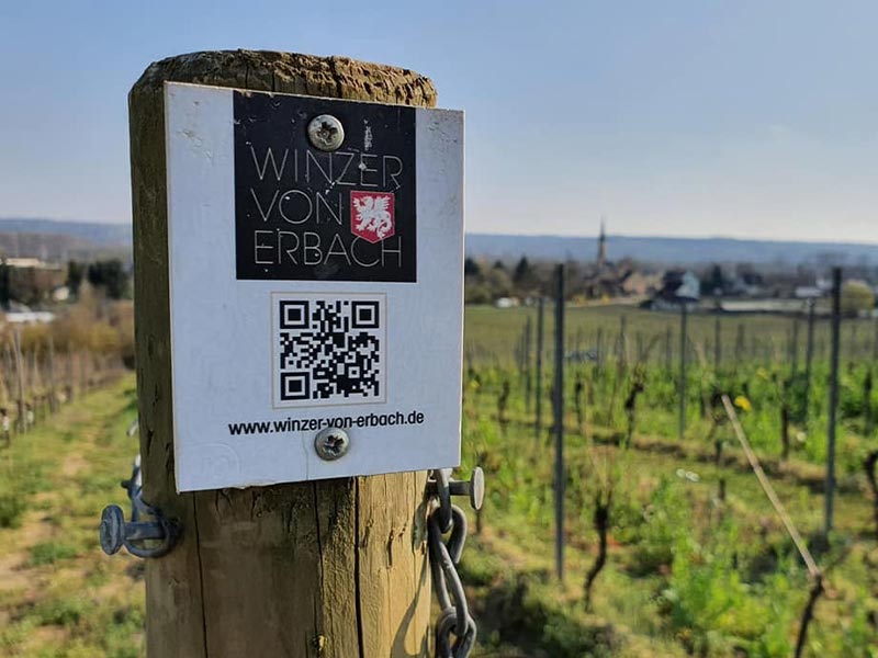 Weinbergsmarkierung an der Rebzeile mit Namen der Winzer von Erbach eG im Rheingau